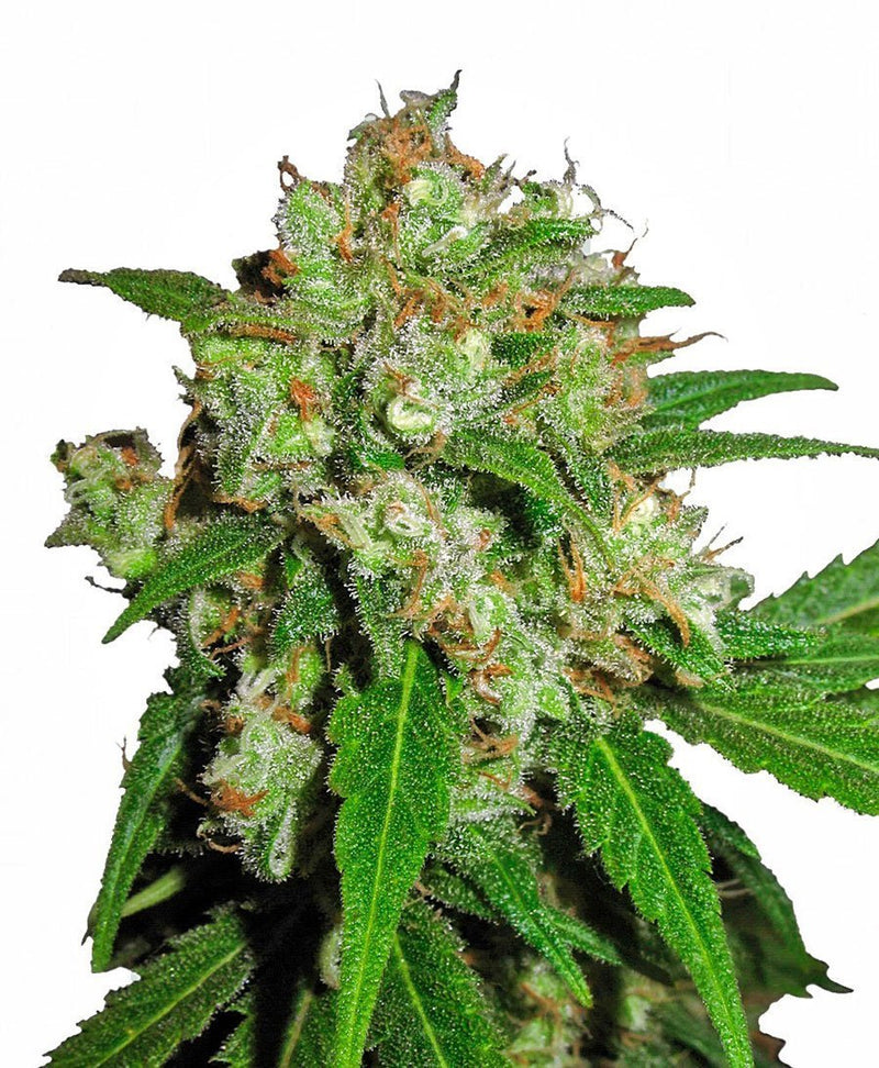 Sensi Seeds Sensi Skunk