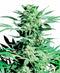 Sensi Seeds Shiva Skunk Femminizzati