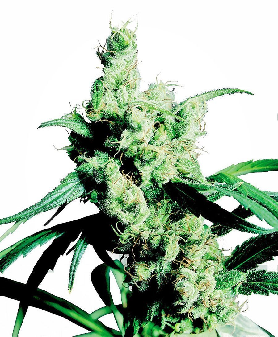 Sensi Seeds Silver Haze Femminizzati
