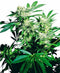 Sensi Seeds Skunk Kush Femminizzati