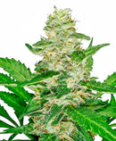 Sensi Seeds Super Skunk Automatic