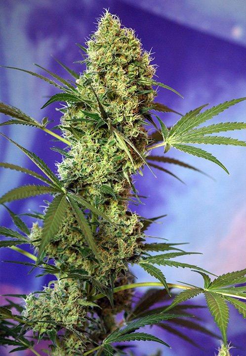 Sweet Seeds Big Devil Auto®