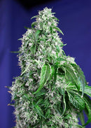Sweet Seeds Big Devil F1 Fast Version®