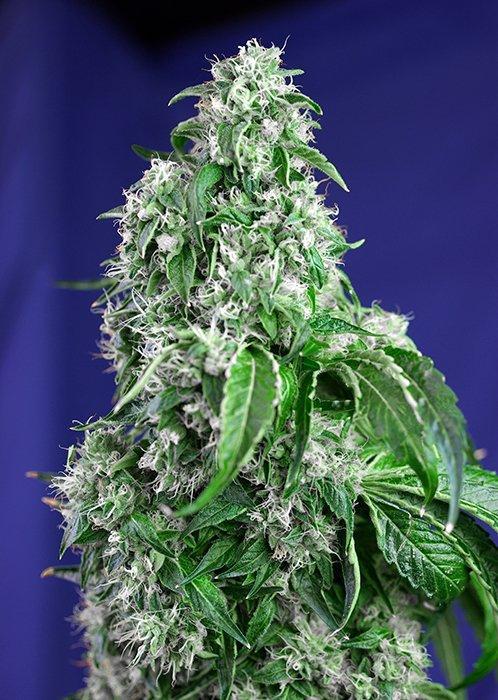 Sweet Seeds Big Devil F1 Fast Version®