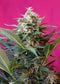 Sweet Seeds Big Devil XL Auto®