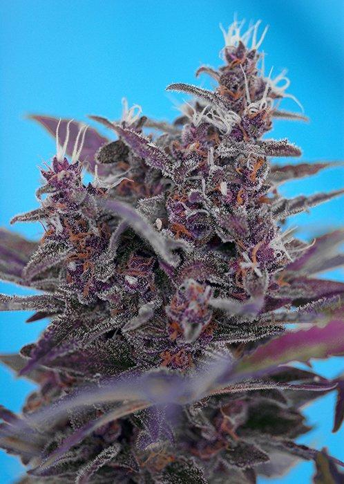 Sweet Seeds Black Cream Auto®