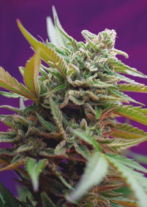 Sweet Seeds Black Jack Auto®