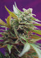 Sweet Seeds Black Jack Auto®