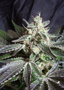 Sweet Seeds Black Jack F1 Fast Version®