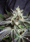 Sweet Seeds Black Jack F1 Fast Version®