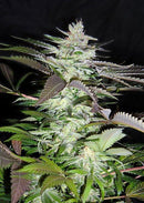 Sweet Seeds Black Jack®