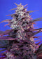 Sweet Seeds Bloody Skunk Auto®