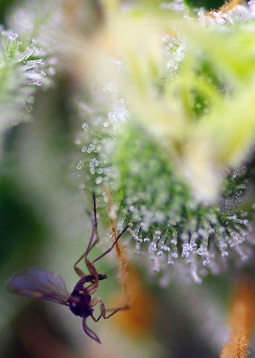 Sweet Seeds Blow Mind Auto®