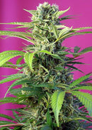 Sweet Seeds Chem Beyond Diesel CBD®