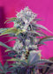 Sweet Seeds Cream Mandarine Auto®