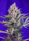 Sweet Seeds Cream Mandarine F1 Fast Version®