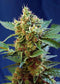 Sweet Seeds Cream Mandarine XL Auto®