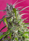Sweet Seeds Crystal Candy Auto®