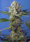 Sweet Seeds Crystal Candy F1 Fast Version®