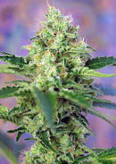 Sweet Seeds Crystal Candy®