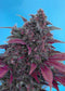 Sweet Seeds Dark Devil Auto®