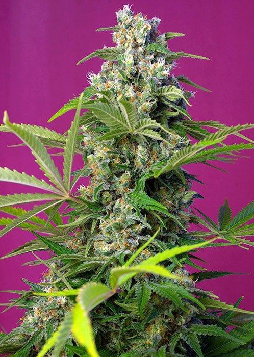 Sweet Seeds Gorilla Girl®