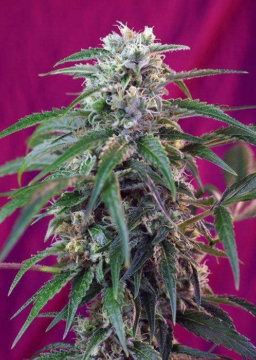 Sweet Seeds Green Poison Auto®