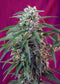 Sweet Seeds Green Poison Auto®