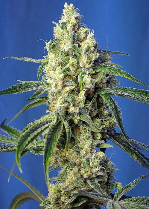 Sweet Seeds Green Poison CBD®