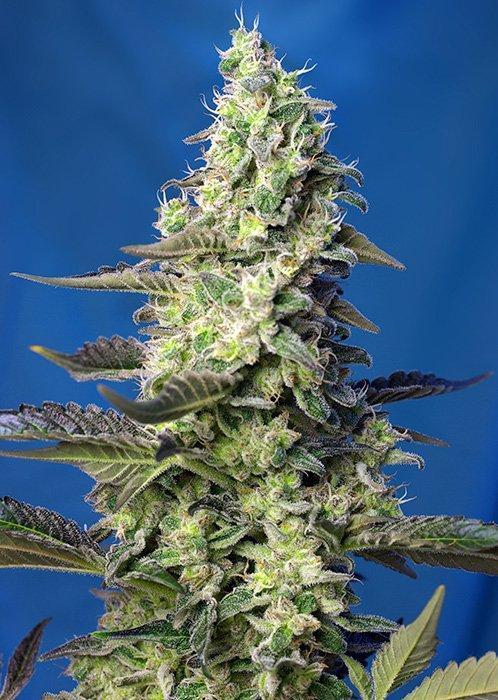 Sweet Seeds Green Poison XL Auto®