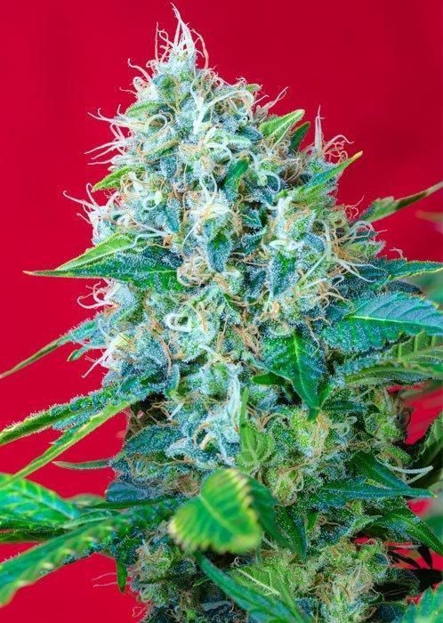 Sweet Seeds Green Poison®