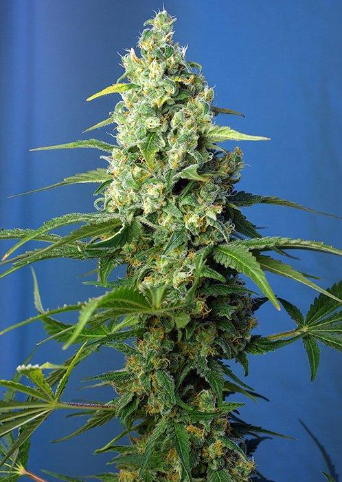 Sweet Seeds Honey Peach Auto CBD®