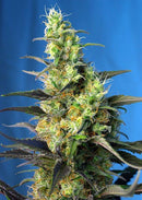 Sweet Seeds Ice Cool CBD®