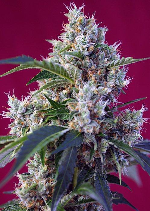 Sweet Seeds Indigo Berry Kush®