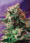 Sweet Seeds Jack 47 Auto®