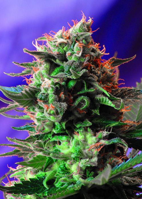 Sweet Seeds Jack 47 F1 Fast Version®