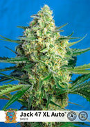 Sweet Seeds Jack 47 XL Auto®