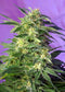 Sweet Seeds Killer Kush Auto®