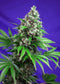 Sweet Seeds Killer Kush F1 Fast Version®