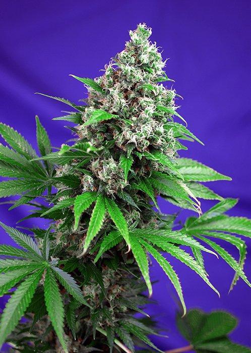 Sweet Seeds Killer Kush F1 Fast Version®