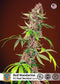 Sweet Seeds Red Mandarine F1 Fast Version®