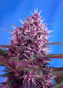 Sweet Seeds Red Poison Auto®