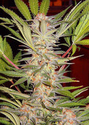 Sweet Seeds S.A.D. Sweet Afgani Delicious F1 Fast Version®