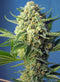 Sweet Seeds Sweet Skunk Auto®