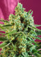 Sweet Seeds S.A.D. Sweet Afgani Delicious CBD®