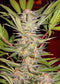 Sweet Seeds S.A.D. Sweet Afgani Delicious S1®