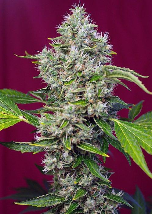 Sweet Seeds San Fernando Lemon Kush®