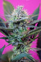 Sweet Seeds +Speed Auto®