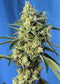 Sweet Seeds Sweet Amnesia Haze®