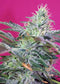 Sweet Seeds Sweet Cheese Auto®